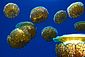 Fried egg Jellyfish